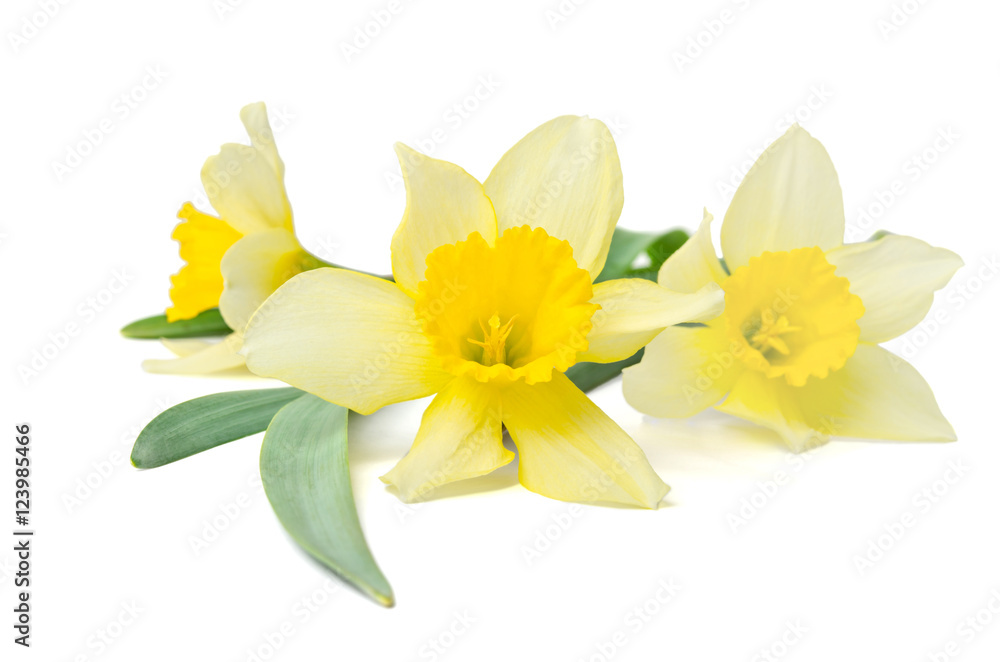 yellow daffodils isolated on a white background yellow daffodils isolated on a white background