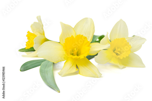 yellow daffodils isolated on a white background