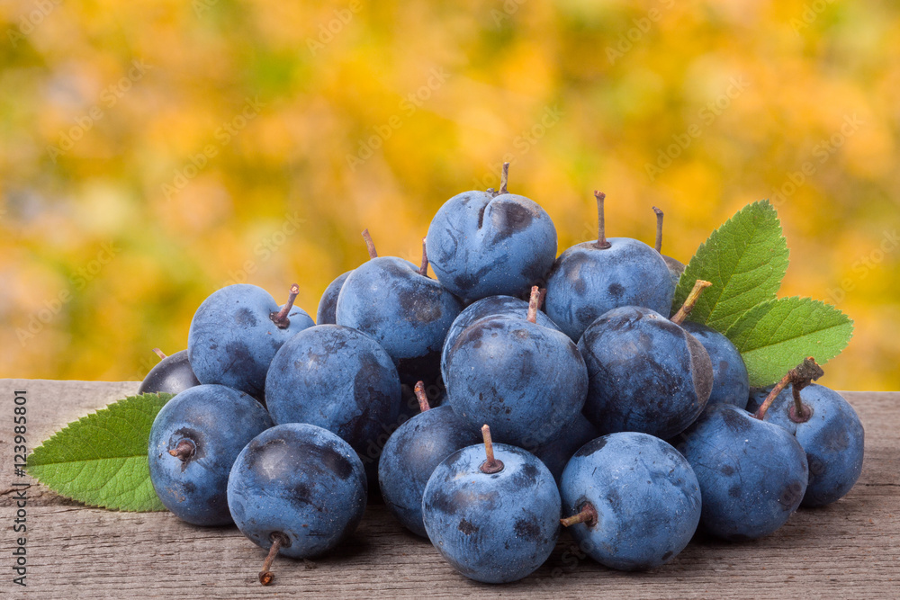 Fototapeta premium heap of blackthorn berries with leaves on a wooden table blurred garden background