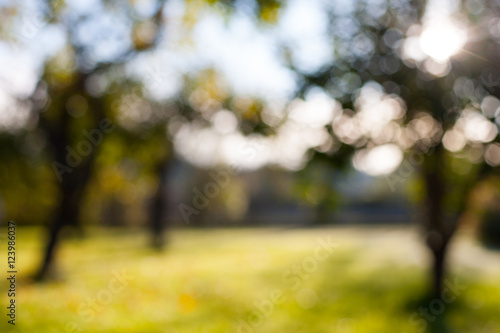 Defocused blurry bokeh apple tree garden background with green grass on a sunny day