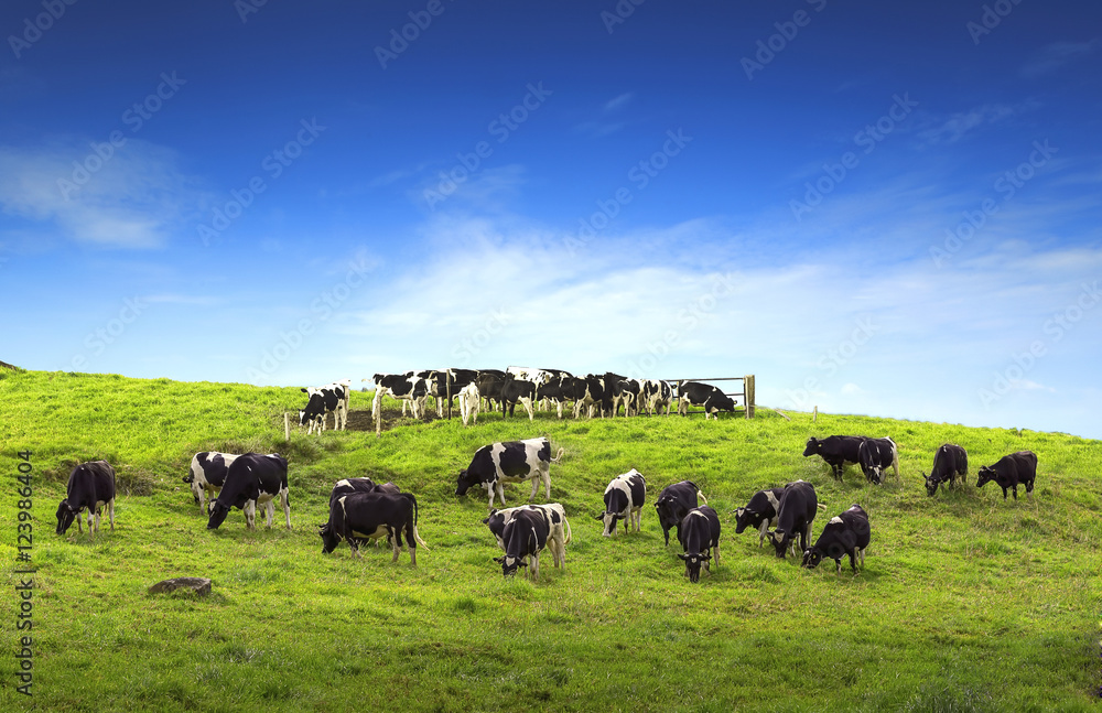 Cows on a green field with beautiful scenery Cows on a green field with beautiful scenery
