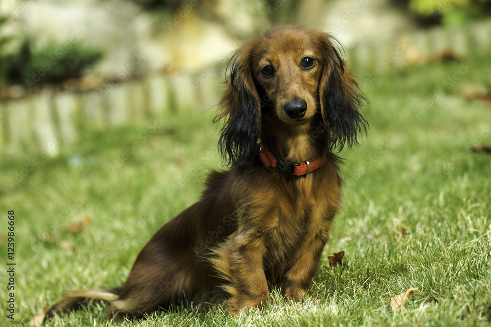 Small playful dachshund in nature Small playful dachshund in nature