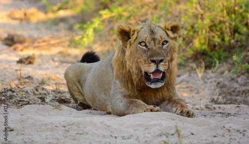 Male lion resting on river sand, Lower Zambezi National Park 