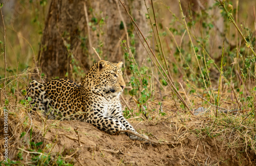 African leopard resting on the banks of the Zambezi River, Lower Zambezi National Park