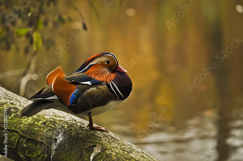 A colorful mandarin duck resting on a branch next to a pond in an autumn afternoon