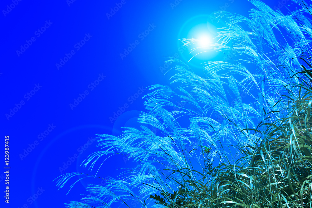 Obraz premium すすき