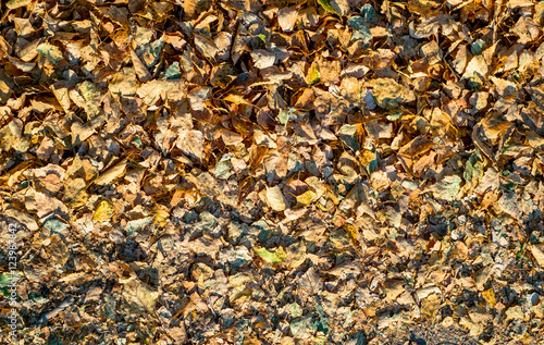 Bed of Autumnal leaves fallen on the ground top view