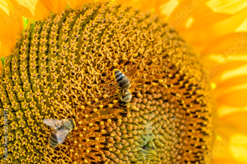 Bees pollinating sunflowers. Sunflower natural background