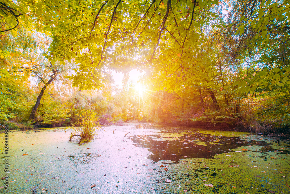 Beautiful autumn swamp scenery Protected wetlands bathed in golden light