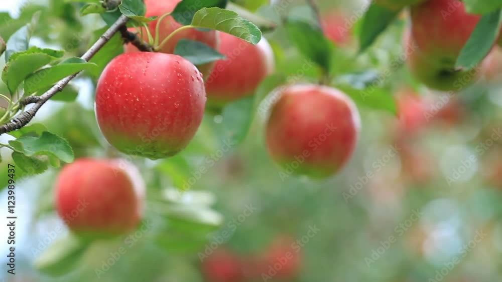 Apple trees with red apples. Shallow DOF. Apple trees with red apples. Shallow DOF.