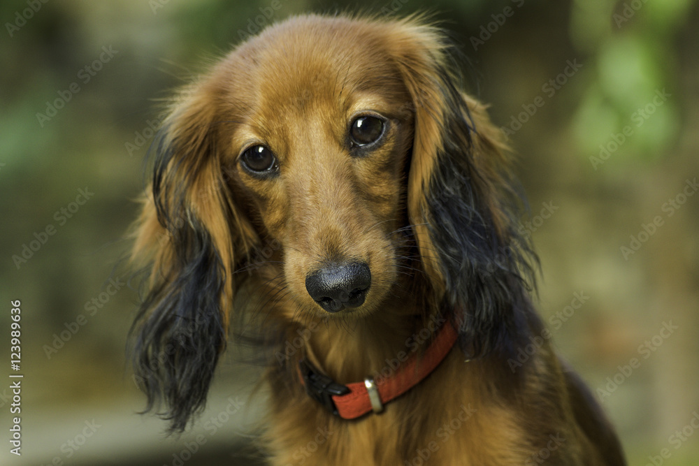Small playful dachshund in nature