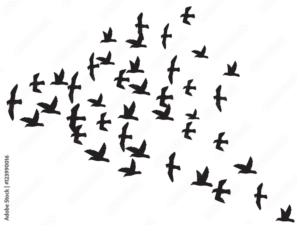 a flock of flying birds a flock of flying birds