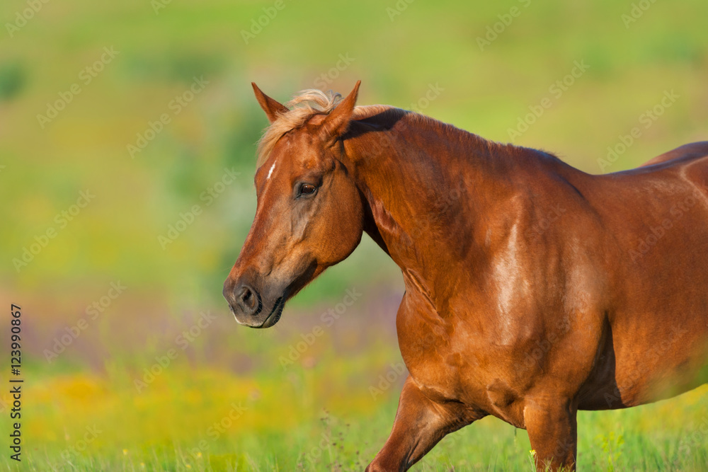 Beautiful red horse with long mane close up portrait in motion at summer day Beautiful red horse with long mane close up portrait in motion at summer day