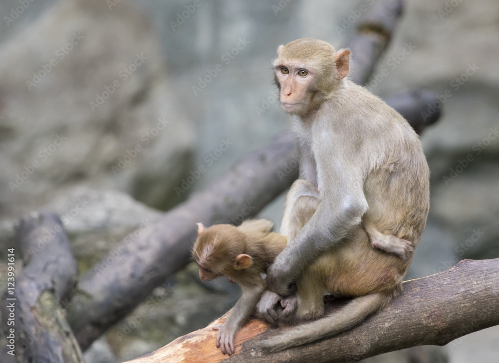 Image of mother monkey and baby monkey sitting on a tree branch. Image of mother monkey and baby monkey sitting on a tree branch.