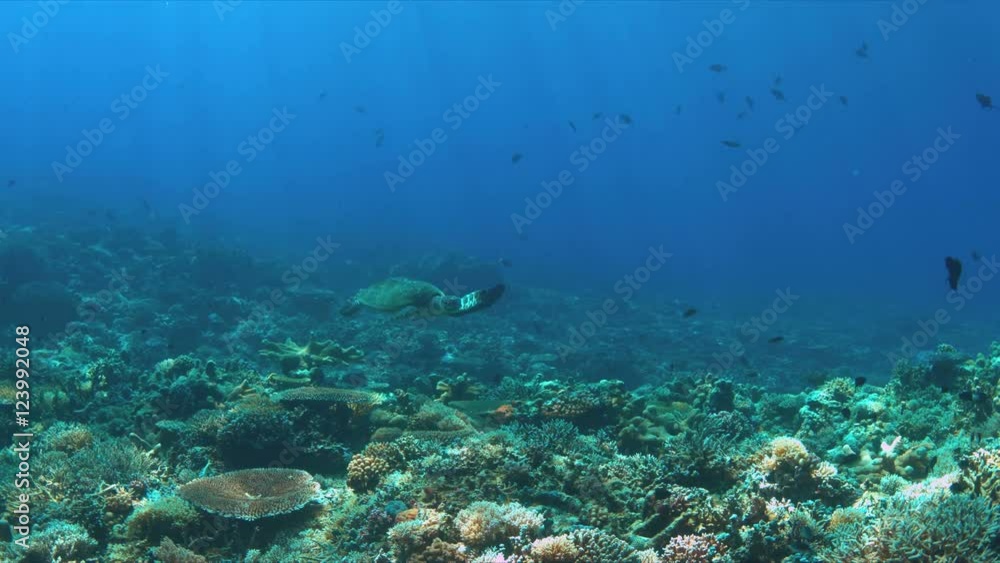 Hawksbill turtle swims over a Coral reef. 4k footage Hawksbill turtle swims over a Coral reef. 4k footage
