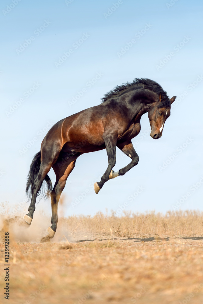 Obraz premium Bay horse rearing up on pasture