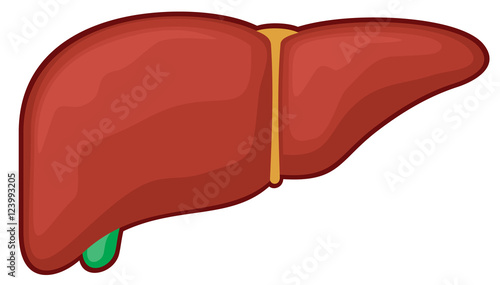 liver - human organ (medicine anatomy)