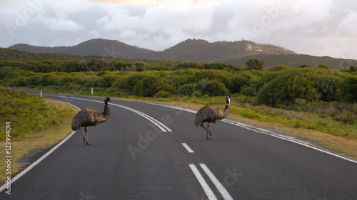 Emus überqueren eine Straße im Wilsons Promontory Nationalpark, Victoria in Australien photo