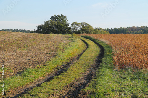 path leading through the fields in autumn