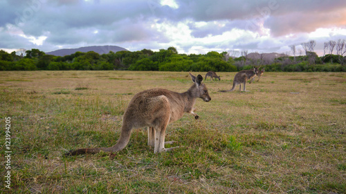 Wallabys im Wilsons Promontory Nationalpark  Victoria in Australien