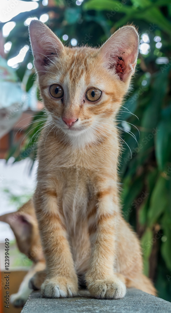 Obraz premium Cute kitten sit on corridor