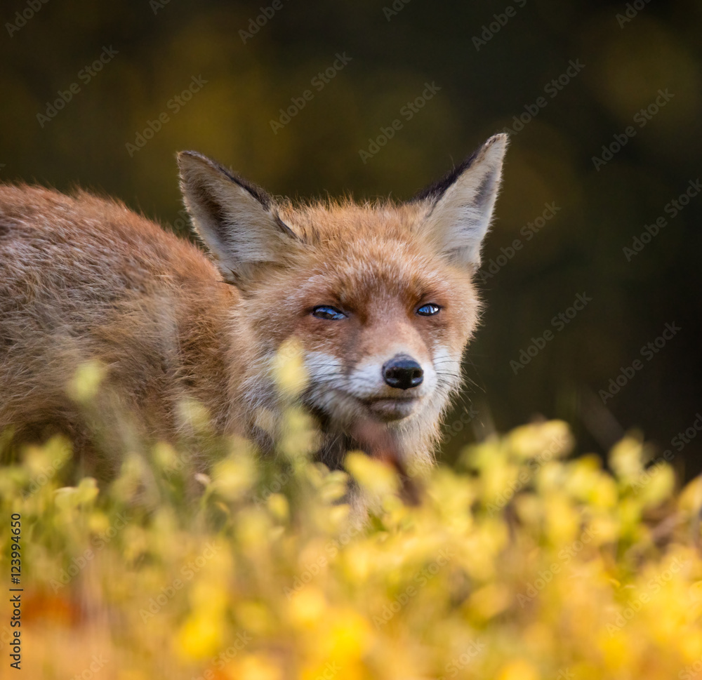 Naklejka premium Red Fox - Vulpes vulpes, close-up.