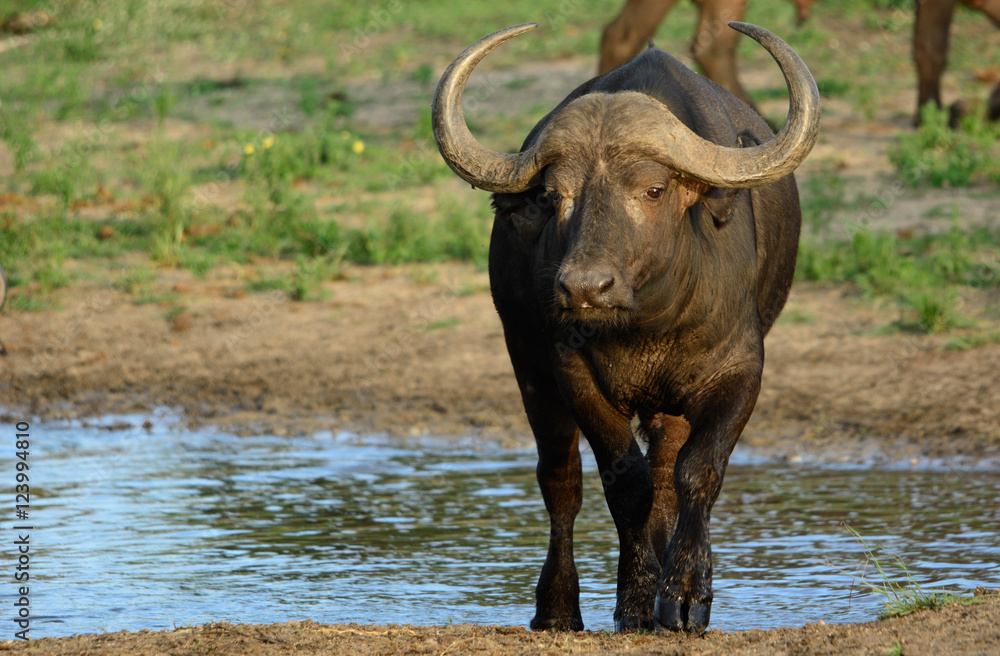 Obraz premium Young Buffalo Bull at Waterhole, Sabi Sands Game Reserve