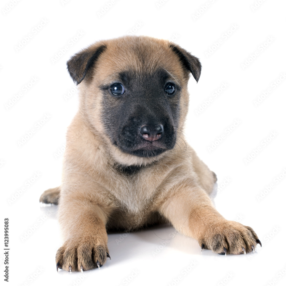 puppy malinois puppy malinois