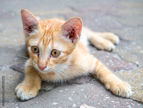 Little cute golden brown kitten lay comfort on outdoor concrete floor, selective focus at its eye