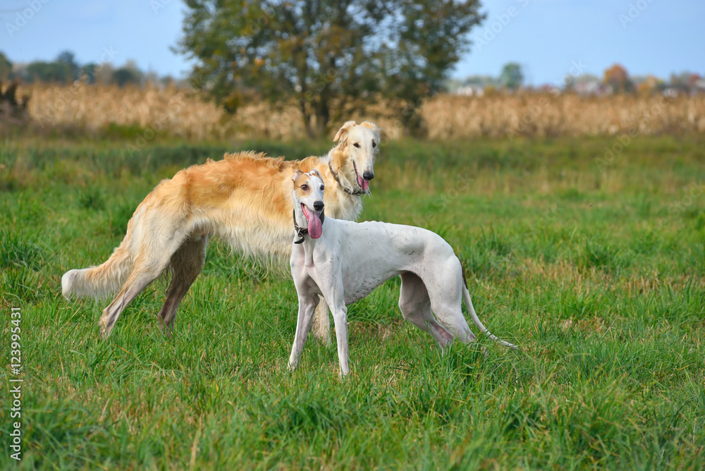 Hunting with borzoi dogs