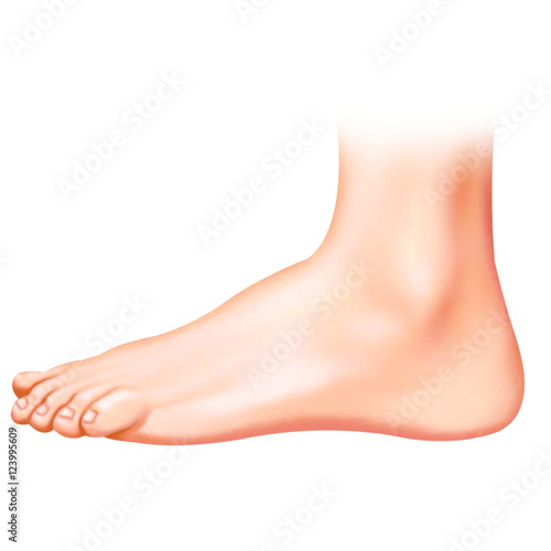 Foot