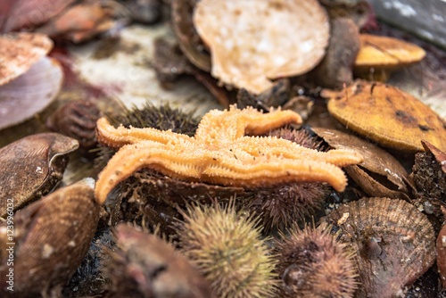 fishing of shells and sea urchin at west fjord breidafjoerdur, iceland photo