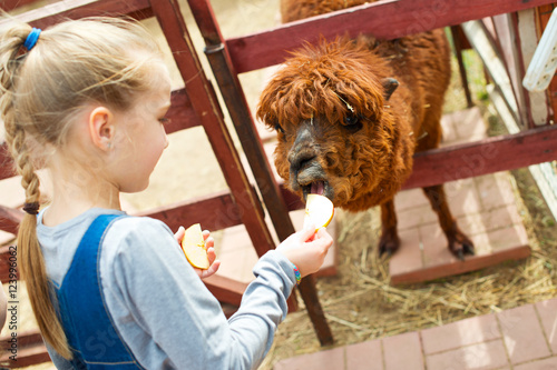 Blond toddler european girl feeding fluffy furry alpacas lama camel in park photo