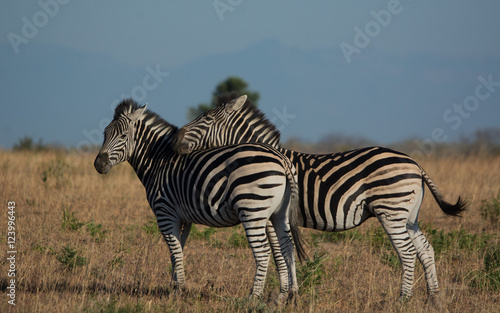 Zebra Interaction  Sabi Sands Game Reserve  SouthAfrica