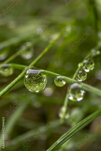 the art composition of water drops in green grass