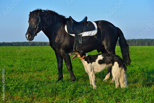 Horse and borzoi dog