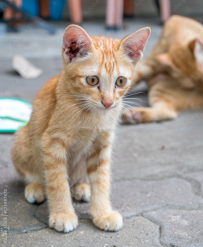 Little cute golden brown kitten lay comfort on outdoor concrete floor, selective focus at its eye Little cute golden brown kitten lay comfort on outdoor concrete floor, selective focus at its eye