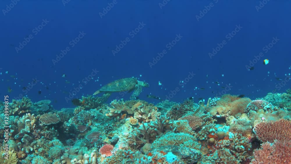 Hawksbill turtle swims over a Coral reef. 4k footage Hawksbill turtle swims over a Coral reef. 4k footage