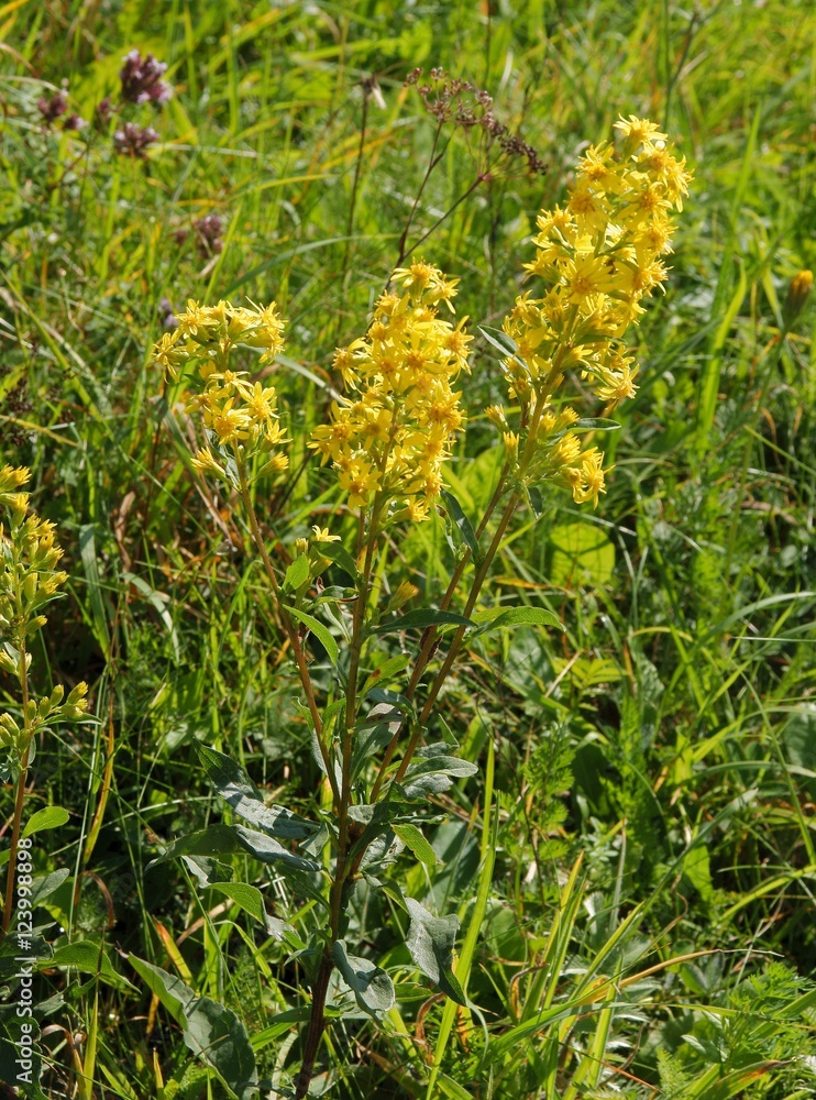 goldenrod wild plant with yellow flowers goldenrod wild plant with yellow flowers