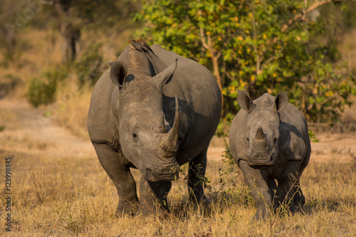 Fotografi White Rhinoceros Cow and Calf, Sabi Sand Game Reserve, South Africa