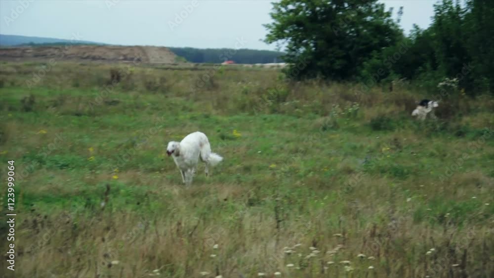 Russian hound on walk in a field in grass Russian hound on walk in a field in grass