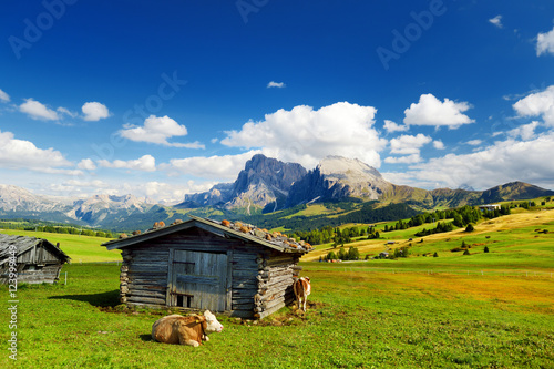 Cows in Seiser Alm, the largest high altitude Alpine meadow in Europe, stunning rocky mountains on the background photo