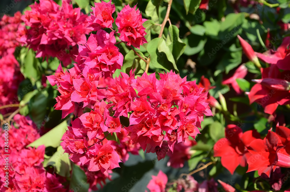 red Bougainvillea flowering with big beauty flower red Bougainvillea flowering with big beauty flower