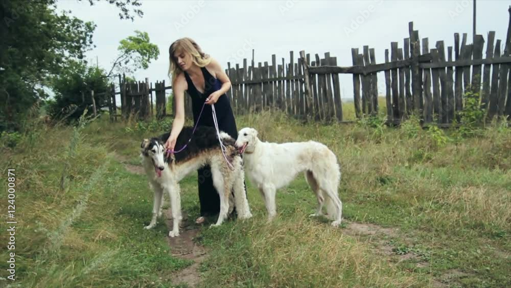 girl in black dress with two Russian greyhounds girl in black dress with two Russian greyhounds