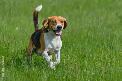 Quadro su tela Happy beagle