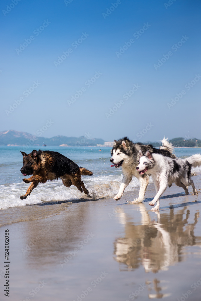 Naklejka premium The dog run on the beach at the seaside
