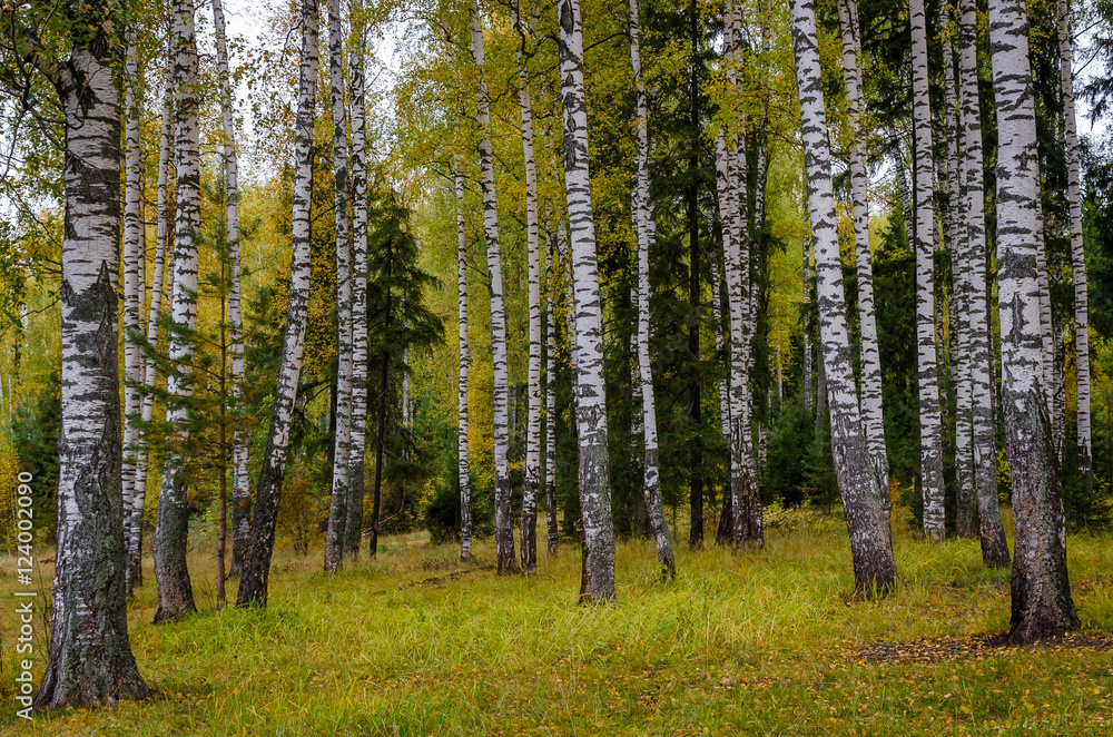 In The Autumn Forest In The Autumn Forest