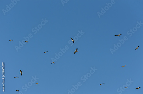 Grupo de cigüeñas volando sin rumbo
