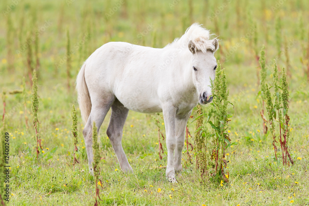 White Icelandic pony White Icelandic pony