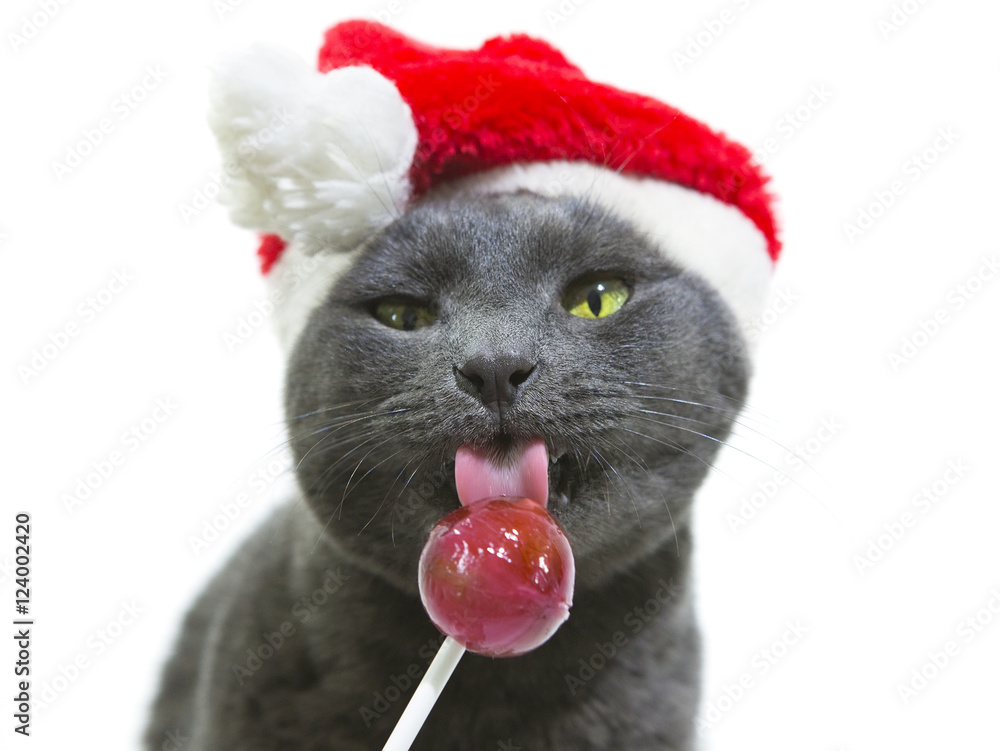 Ταπετσαρία Cat Santa licking a lollipop. Funny Gray Cat Santa - Cute Christ